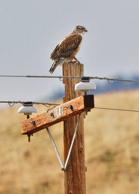 Ferruginous Hawk (#2 of 2)