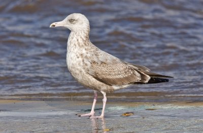 Herring Gull, 2nd cycle (#1 of 2)