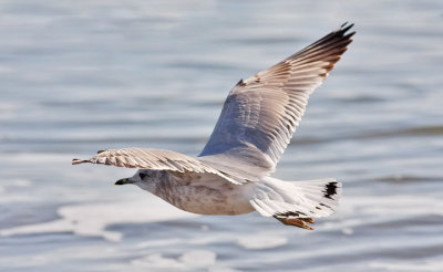 Mew Gull, 2nd cycle