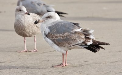 Western Gull, 2nd cycle