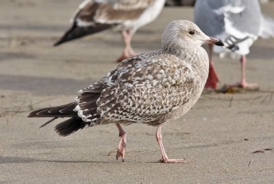 Herring Gull, 1st cycle