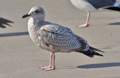 Herring Gull, 1st cycle