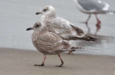 Thayer's Gulls, juvenile (front) with 2nd cycle