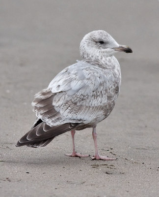 Thayer's Iceland Gull, 2nd cycle