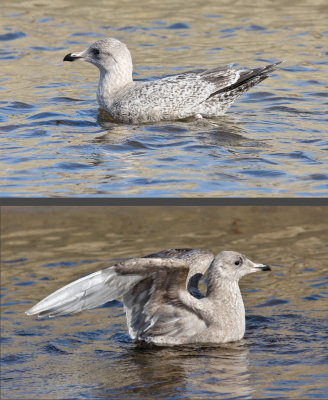 probable Glaucous-winged  x Herring Gull, 1st cycle