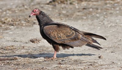 Turkey Vulture, immature