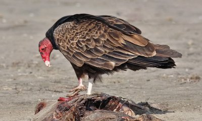 Turkey Vulture, adult