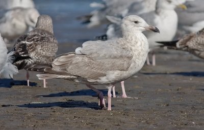 presumed Glaucous-winged x Herring Gull, 2nd cycle