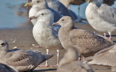 Glaucous Gull, 2nd cycle (#1 of 2) with 1st cycle Glaucous-winged Gulls