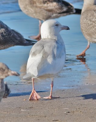 Glaucous Gull, 2nd cycle (#2 of 2)