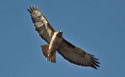 Red-tailed Hawk, adult