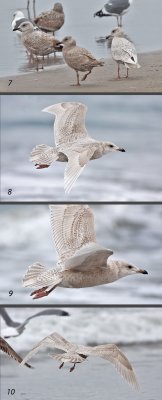 4 views unidentified Iceland-type gull, 1st cycle  22 jan 09