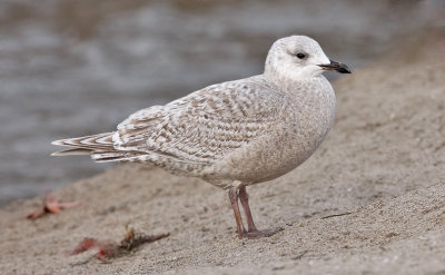  Thayer's Iceland Gull, bleached 1st cycle  5 feb 09