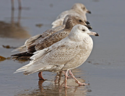 Glaucous Gull, 1st cycle (#2 of 2)