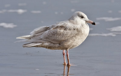 Glaucous Gull, 1st cycle (#1 of 2)