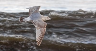 Thayer's Iceland Gull, 2nd cycle