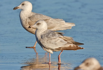 Thayer's Iceland Gull, 2nd cycle (1 of 2) with 1sr cy Glaaucous-winged Gull