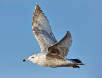 Thayer's Iceland Gull, 2nd cycle (2 of 2)