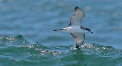 Buller's Shearwater