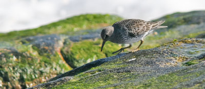 Rock Sandpiper, basic (#2 of 3)