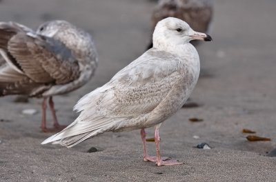 Glaucous Gull, possible advanced 1st cy or retarded 2nd cy