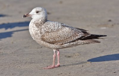 Herring Gull, 1st cycle