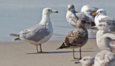 Glaucous-winged x Herring Gull at left, 3rd cycle 