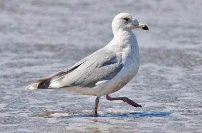 presumed Glaucous-winged Gull, 3rd cycle 