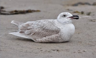 Glaucous-winged Gull, bleached 1st cycle