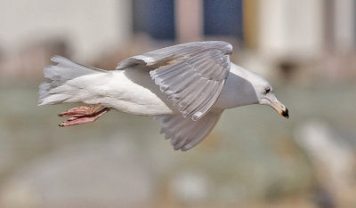 Glaucous-winged Gull, 3rd cycle (2 of 2)