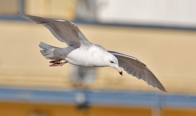 Glaucous-winged, 3rd cycle (1 of 2)