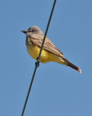 Cassins Kingbird