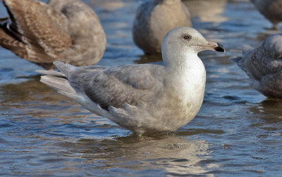 Glaucous x Herring Gull hybrid (Nelson's) 2nd cycle (1 of 2)