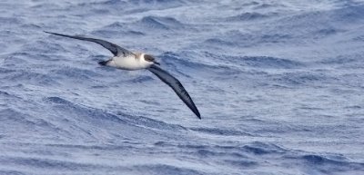 Greater Shearwater