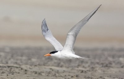 Royal Tern, alternate adult