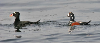 Surf Scoter with Harleguin Duck, both alternate males