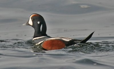 Harlequin Duck, alternate male