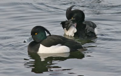 Tufted Ducks, alternate males