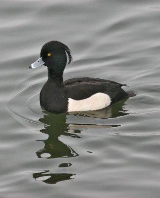 Tufted Duck, alternate male