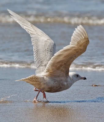 Glaucous Gull, 1st cycle ( 1 of 3)