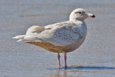 Glaucous Gull, 1st cycle (2 of 3)