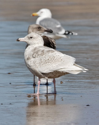 Glaucous Gull, 1st cycle (3 of 3)