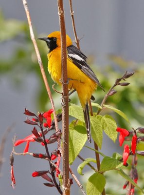 Hooded Oriole, alternate male