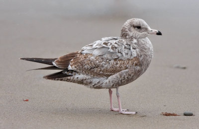 California Gull, 1st cycle (#1 of 2)
