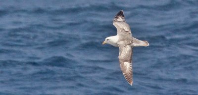 Northern Fulmar