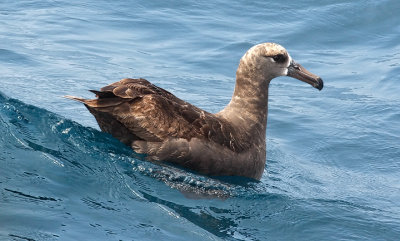 Black-footed Albatross