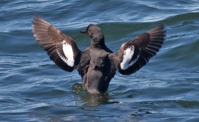 Pigeon Guillemot, alternate