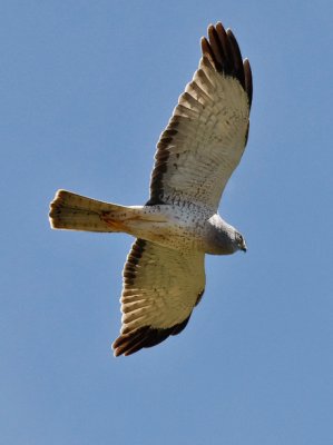 Northern Herrier, immature male