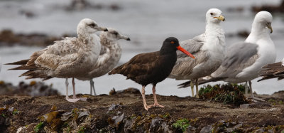 Black Oystercatcher with California Gulls