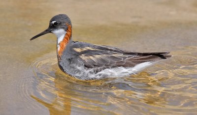 Red-necked Phalarope, alternate